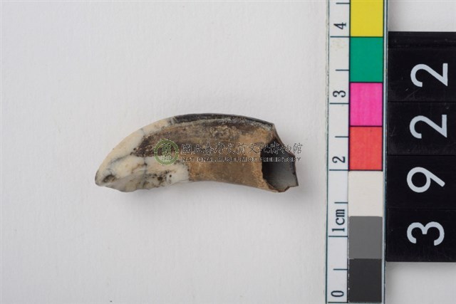 豬右上顎第1門齒