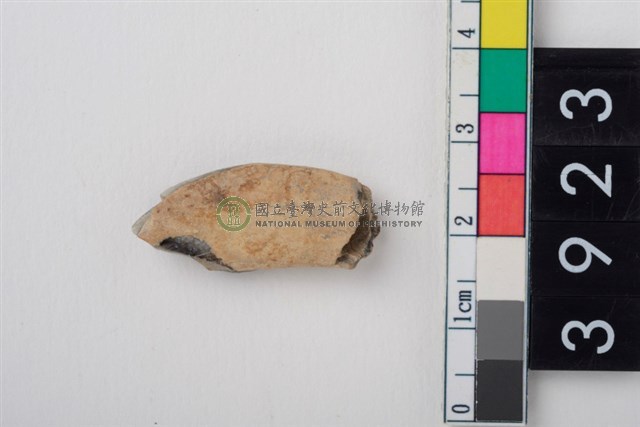 豬右上顎第1門齒