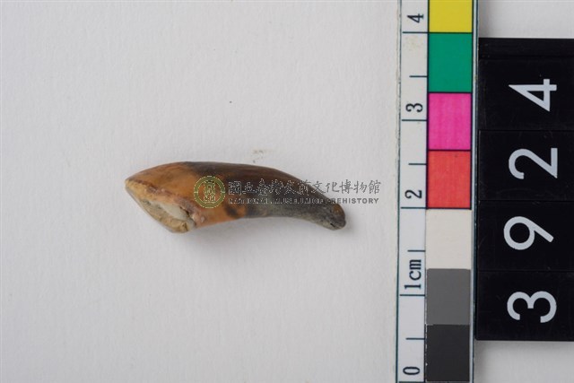 豬右上顎第1門齒