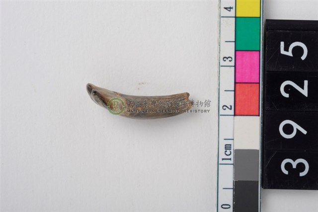 豬右上顎第2門齒