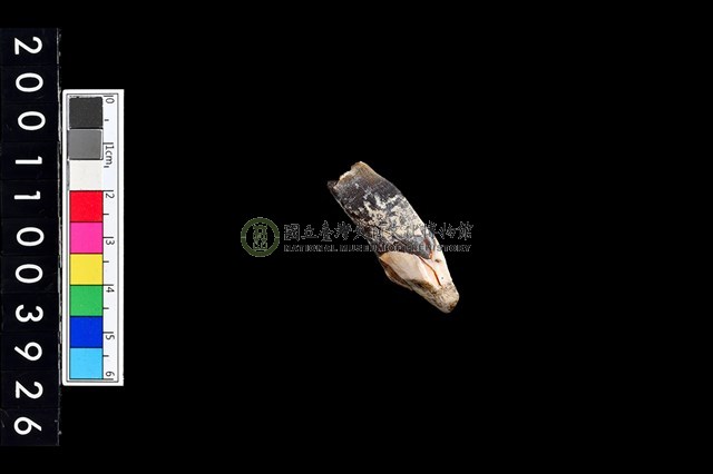 豬右上顎第2門齒