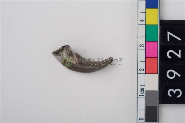 豬右上顎第2或第3門齒