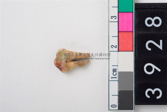 豬右上顎第1前臼齒