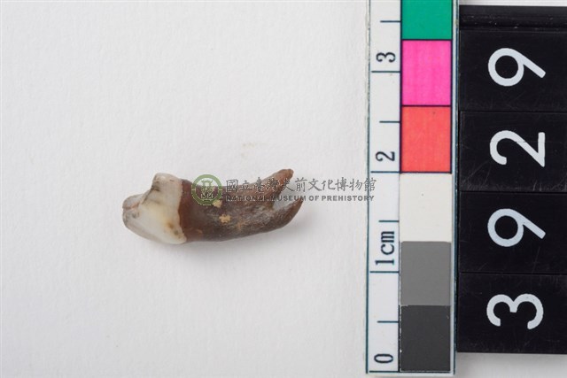 豬右上顎第2前臼齒