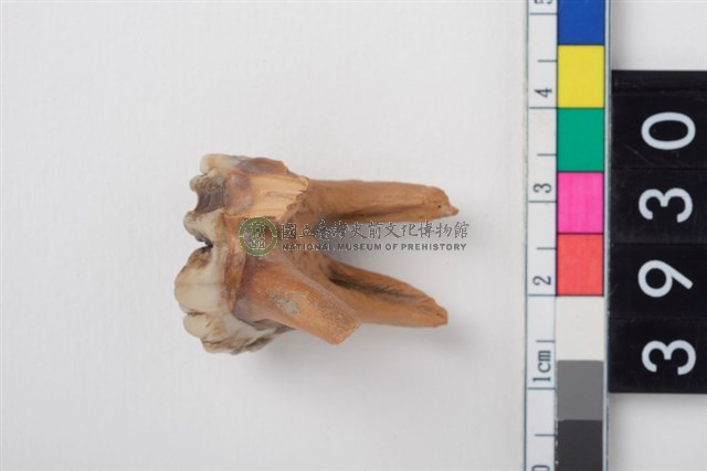 豬左上顎第2大臼齒