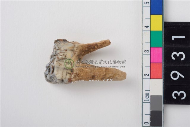 豬左上顎第2大臼齒