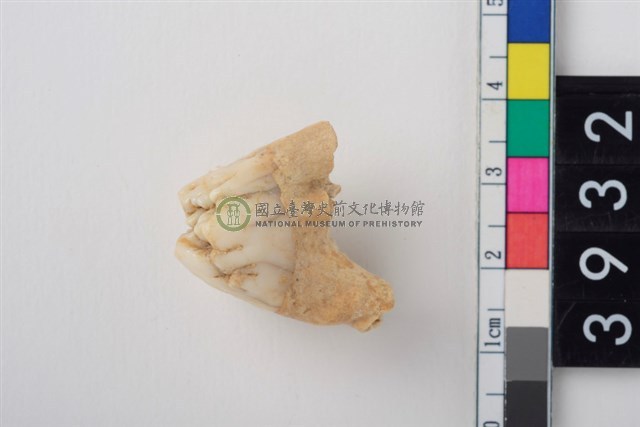 豬左上顎第2大臼齒