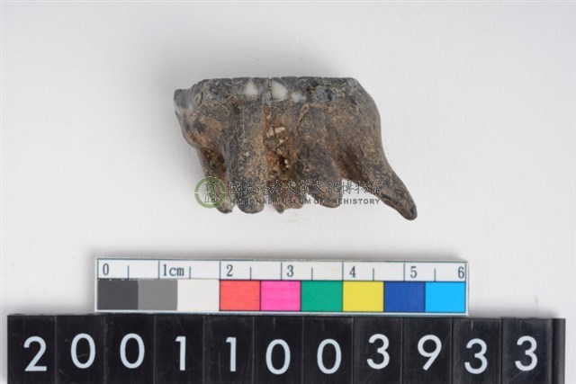 豬左上顎第3大臼齒