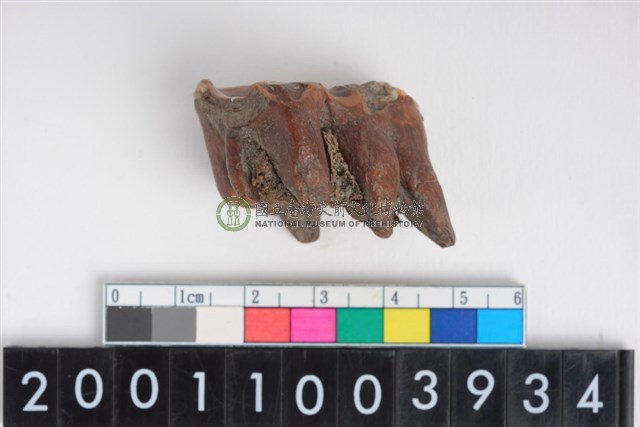 豬左上顎第3大臼齒