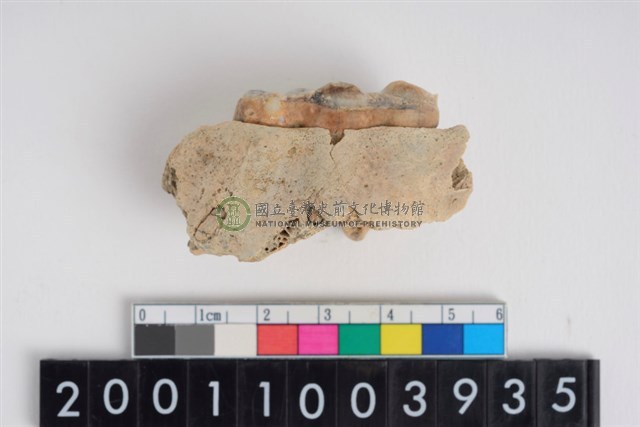 豬左上顎第3大臼齒