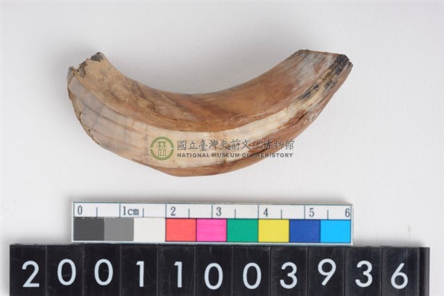 公豬左上顎犬齒