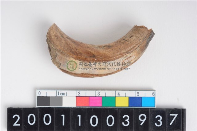 公豬左上顎犬齒