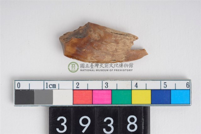 母豬左上顎犬齒