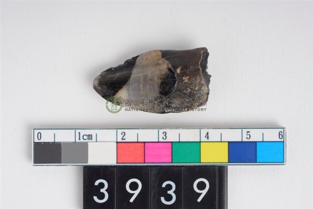 母豬左上顎犬齒