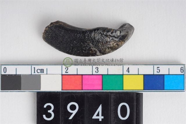 豬左上顎第1門齒