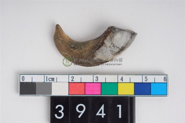 豬左上顎第1門齒