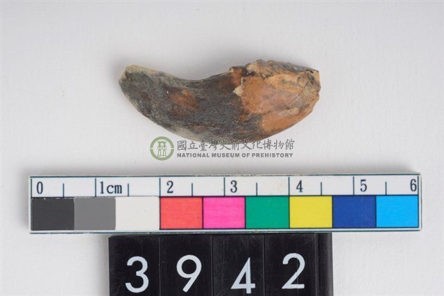 豬左上顎第1門齒