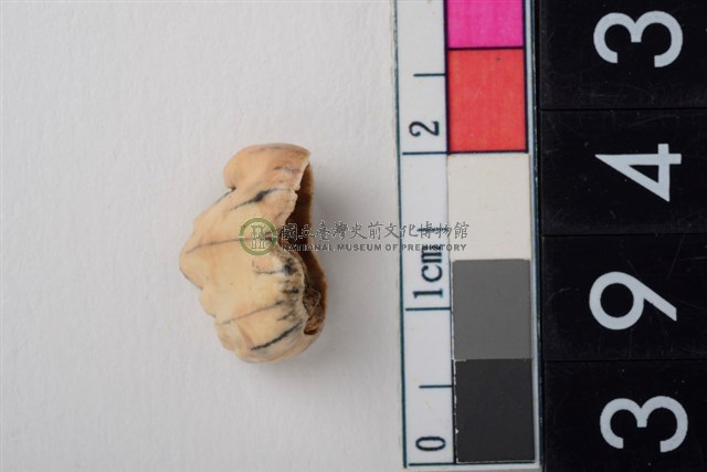 豬左上顎第2前臼齒