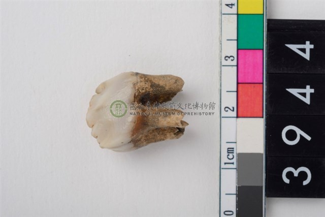 豬左上顎第3前臼齒