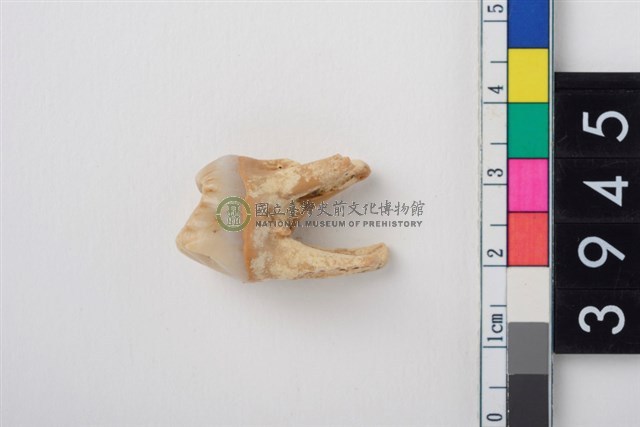 豬左上顎第4前臼齒