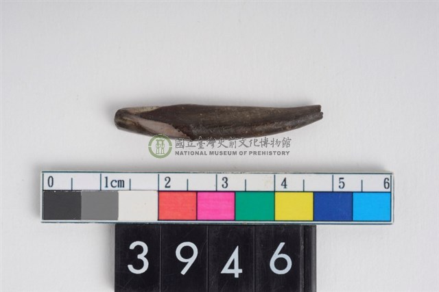 幼豬右下顎第1門齒