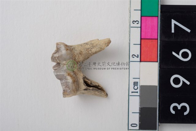 大型鹿左下顎第4大臼齒