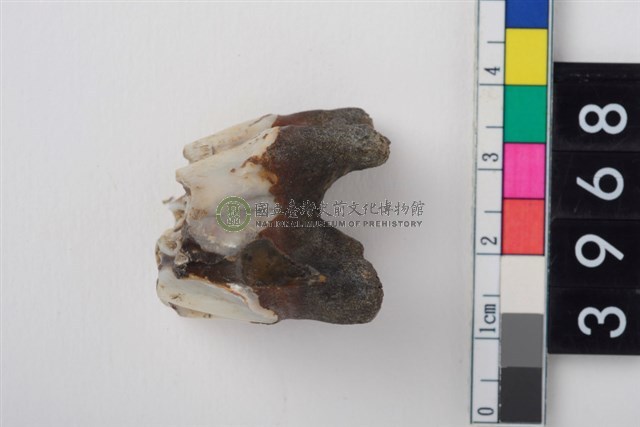 大型鹿右上顎第1或第2大臼齒