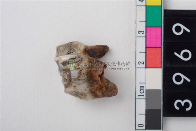 大型鹿右上顎第4前臼齒