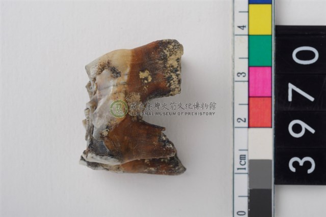 大型鹿左上顎第1或第2大臼齒