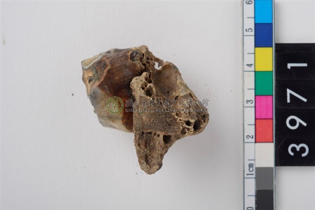 大型鹿左上顎第1大臼齒