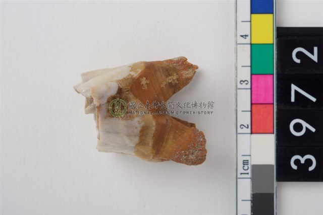 大型鹿左上顎第1或第2大臼齒