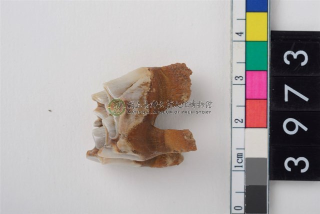 大型鹿左上顎第1或第2大臼齒