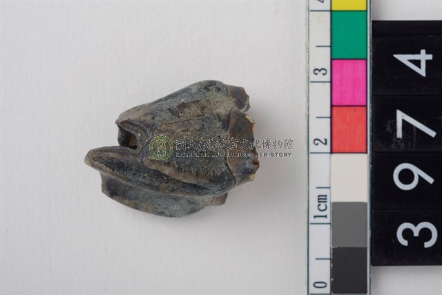 大型鹿左上顎第3前臼齒