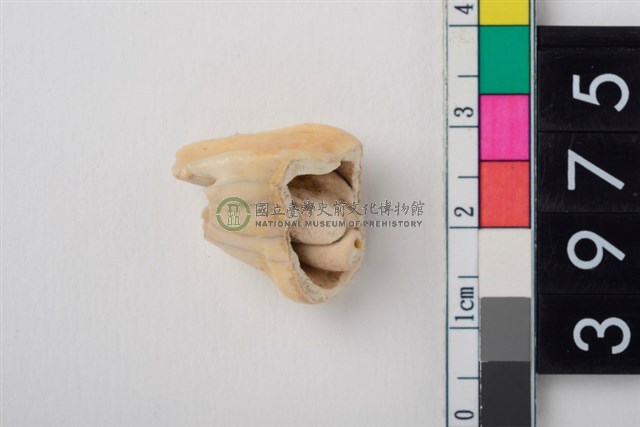 大型鹿左上顎第4前臼齒