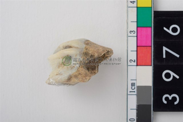 大型鹿右上顎第3前臼齒