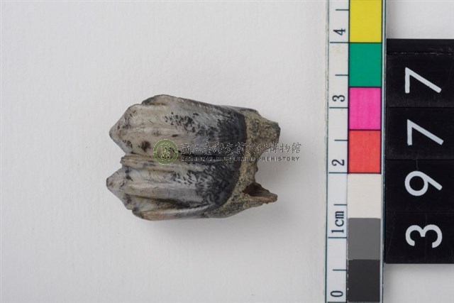 中大型鹿右下顎第1或第2大臼齒