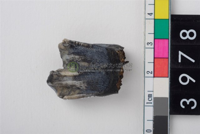 中大型鹿右下顎第1或第2大臼齒