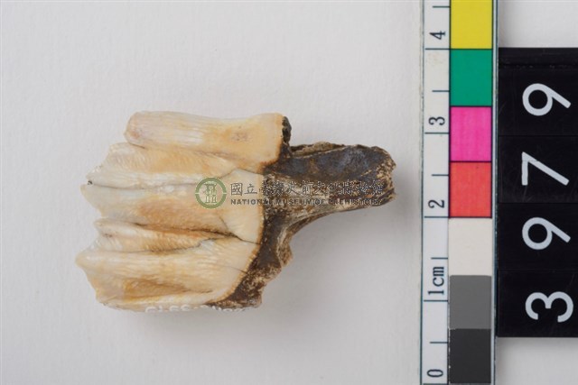 中大型鹿右下顎第3大臼齒