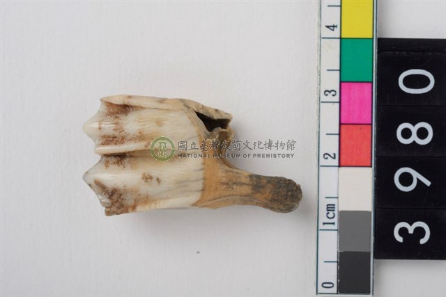 中大型鹿左下顎第1或第2大臼齒