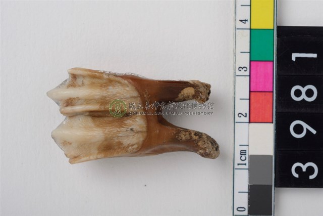 中大型鹿左下顎第1或第2大臼齒