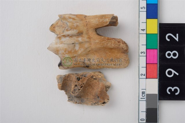 中大型鹿左下顎第3大臼齒