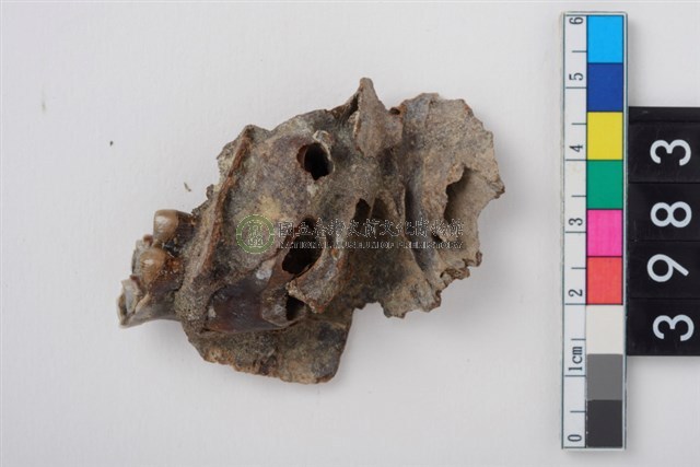 中大型鹿右上顎第4乳前臼齒