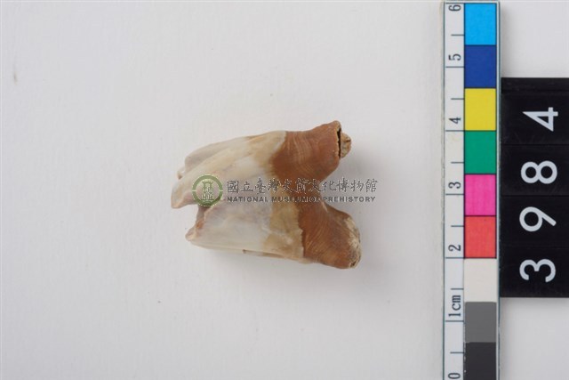 中大型鹿左上顎第1或第2大臼齒