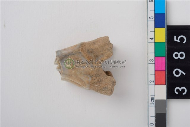 中大型鹿左上顎第1或第2大臼齒