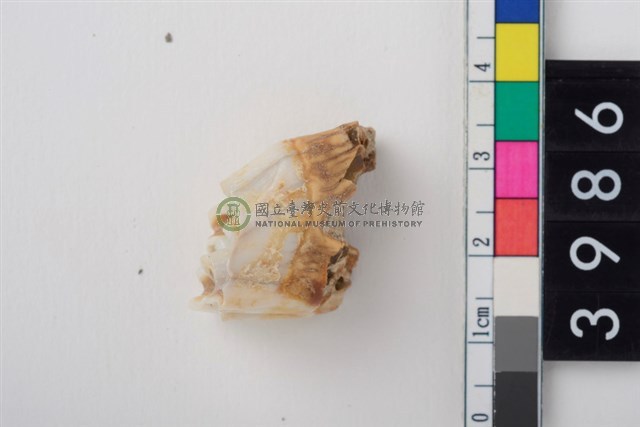 中大型鹿左上顎第1或第2大臼齒