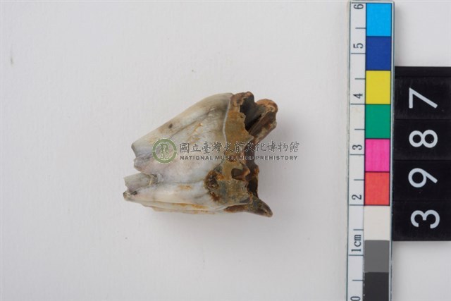 中大型鹿左上顎大臼齒