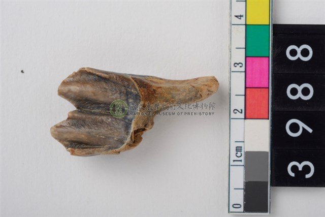 中型鹿右下顎第1或第2大臼齒