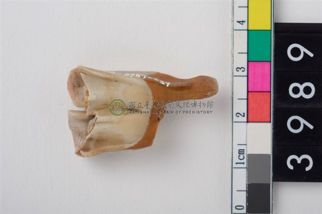 中型鹿右下顎第或第2大臼齒