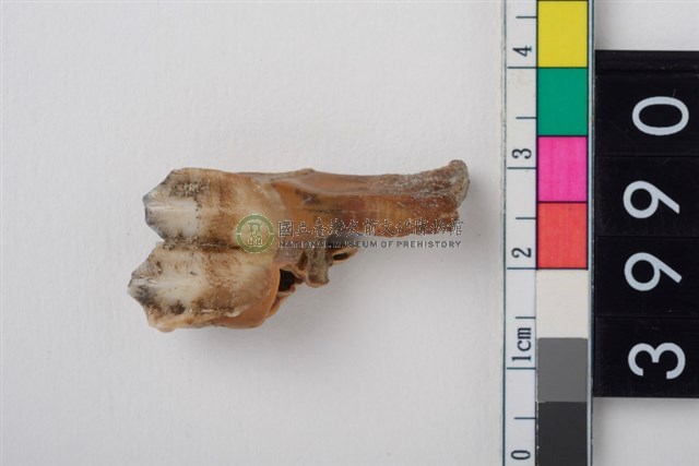 中型鹿右下顎第1或第2大臼齒