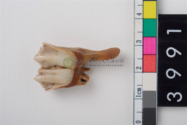 中型鹿右下顎第1或第2大臼齒